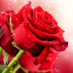 Israa Abd Elrahman