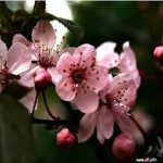 طالب عرار