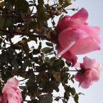 نوال عبدالله العظامات